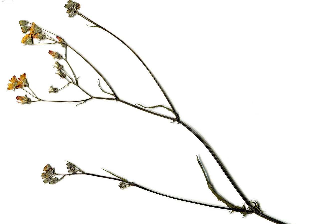 Crepis capillaris var. capillaris (Asteraceae)